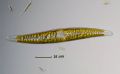 Gyrosigma sp.